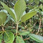 Rhododendron sinogrande Blad