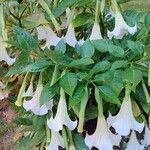 Brugmansia × candida Floro