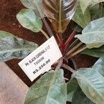Philodendron erubescens List