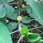 Arachis hypogaea Blomst