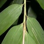 Elytrostachys clavigera Leaf