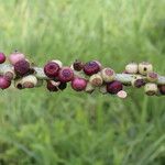 Cussonia arborea Fruit