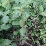 Acalypha aristata Hábito