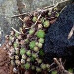 Sempervivum tectorum Leaf