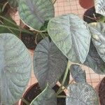 Alocasia baginda Лист
