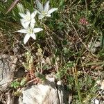 Ornithogalum orthophyllum Flor