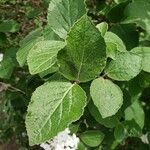 Viburnum carlesii Leaf