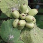 Viburnum carlesii Fruit