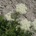 Ligusticum ferulaceum Habitat