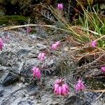 Erica carnea Buveinė