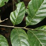 Cupania juglandifolia Leaf