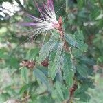 Calliandra selloi Foglia