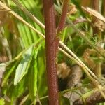 Artemisia vulgaris Cortiza