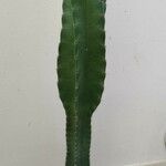 Cereus hexagonusBlad