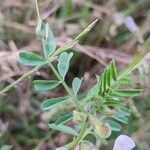 Vicia grandiflora पत्ता