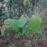 Triumfetta semitriloba Hoja