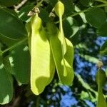 Tipuana tipu Fruit