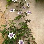Clematis florida Kvet