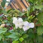 Brunfelsia americana Flower