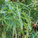 Dracaena angustifolia برگ