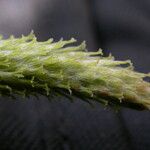 Salix daltoniana موطن