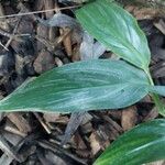 Epipremnum amplissimum Hoja