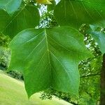 Liriodendron tulipifera Feuille