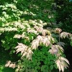 Acer palmatum Habit