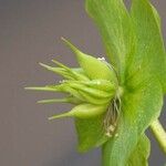 Helleborus viridis Gyümölcs