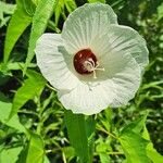 Hibiscus laevis 花