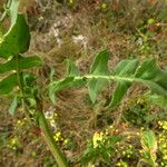 Bunias erucago Leaf