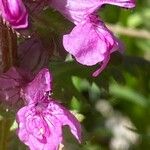 Pedicularis verticillata Fleur