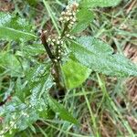 Rumex conglomeratus फूल