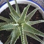 Aloe × spinosissima Hoja