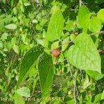 Celtis tenuifolia Annet