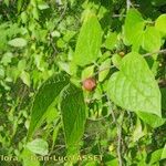 Celtis tenuifolia മറ്റ്