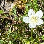 Parnassia palustrisFlower