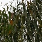 Eucalyptus tereticornis Leaf