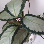 Calathea picturata Lehti