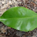 Erythrophleum ivorense Leaf