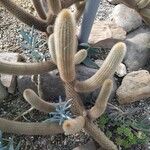 Cleistocactus hyalacanthus Liść