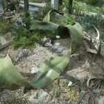 Welwitschia mirabilis Liść