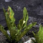 Dieffenbachia elegans Habitat