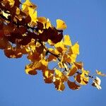 Ginkgo biloba Other