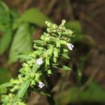 Hedeoma pulegioides Blüte