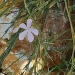 Petrorhagia saxifraga Flower