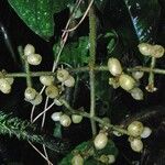 Notopleura capacifolia Otro