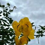 Senna pendula Flower