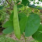 Bauhinia variegata 果實