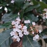 Viburnum rigidum Blomst